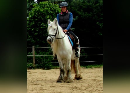 Tinker, Stute, 7 Jahre, 130 cm, Schimmel