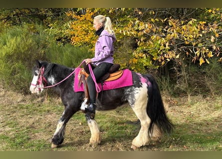 Tinker, Stute, 7 Jahre, 131 cm, Schecke