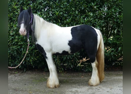 Tinker, Stute, 7 Jahre, 132 cm, Schecke