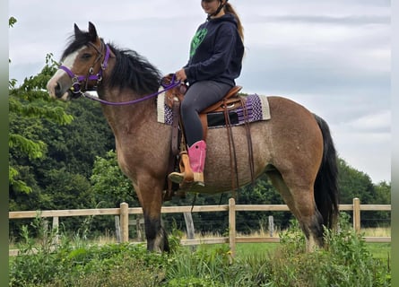 Tinker, Stute, 7 Jahre, 140 cm, Brauner