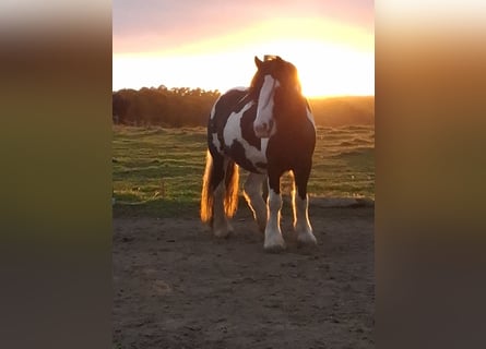 Tinker, Stute, 7 Jahre, 150 cm, Schecke