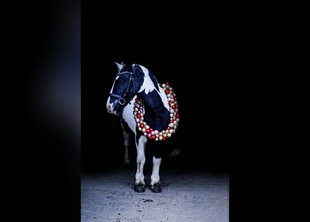Tinker, Stute, 8 Jahre, 130 cm, Schecke