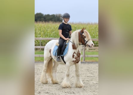 Tinker, Stute, 8 Jahre, 133 cm, Schecke