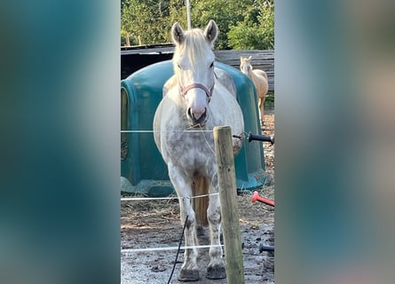 Tinker, Stute, 8 Jahre, 150 cm, Apfelschimmel