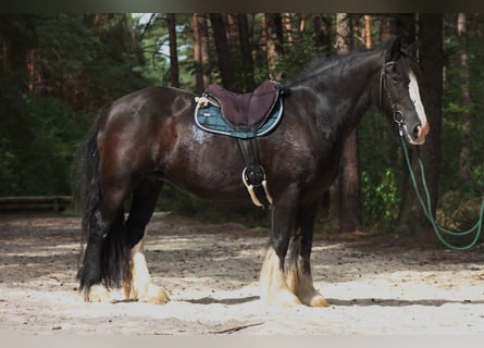 Tinker, Stute, 8 Jahre, 152 cm, Rappe