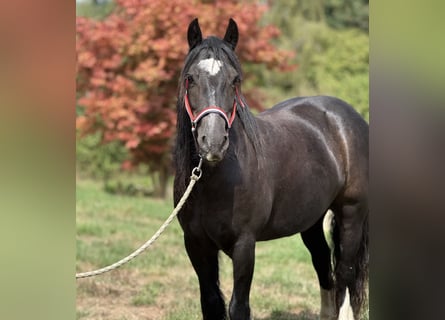 Tinker, Stute, 9 Jahre, 140 cm, Rappe