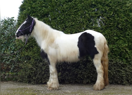 Tinker, Stute, 9 Jahre, 140 cm, Schecke