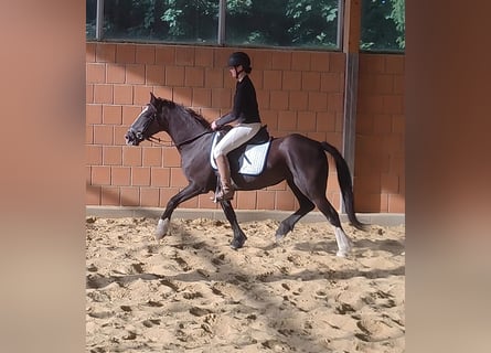 Tinker, Stute, 9 Jahre, 144 cm, Rappe