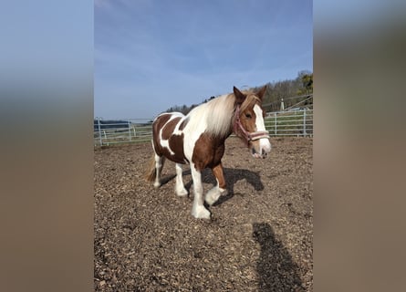 Tinker, Stute, 9 Jahre, 150 cm, Schecke