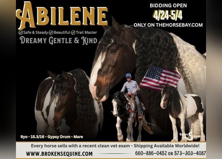 Tinker Mix, Stute, 9 Jahre, 160 cm, Rotbrauner