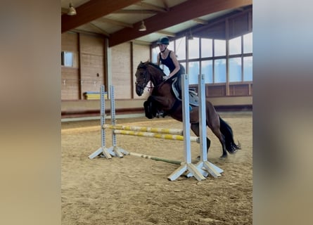 Tinker Mix, Unbekannt, 4 Jahre