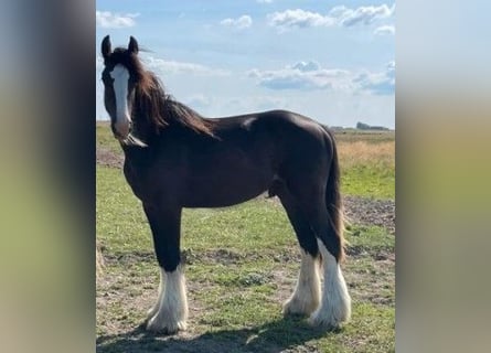 Tinker Mix, Wałach, 2 lat, 160 cm, Ciemnokasztanowata