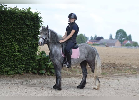 Tinker, Wałach, 4 lat, 121 cm, Siwa jabłkowita