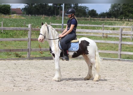 Tinker, Wałach, 4 lat, 122 cm, Srokata
