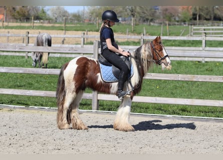 Tinker, Wałach, 4 lat, 124 cm, Srokata