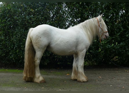 Tinker, Wałach, 4 lat, 129 cm, Szampańska