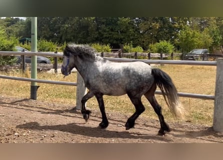 Tinker Mix, Wałach, 4 lat, 135 cm, Siwa jabłkowita