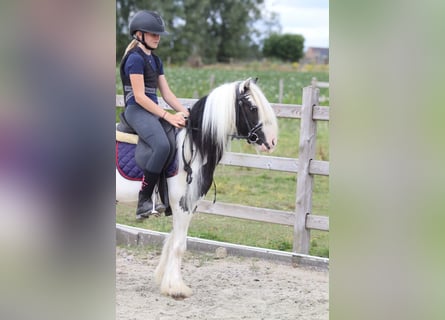 Tinker, Wałach, 5 lat, 120 cm, Srokata