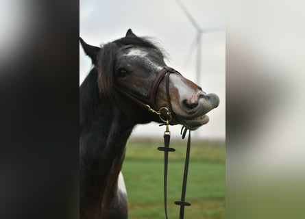 Tinker, Wałach, 5 lat, 153 cm, Srokata