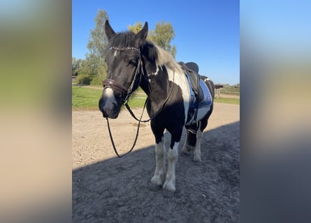 Tinker, Wałach, 5 lat, 158 cm, Gniada