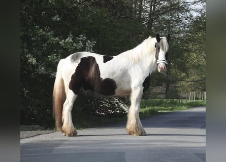 Tinker, Wałach, 6 lat, 148 cm, Srokata