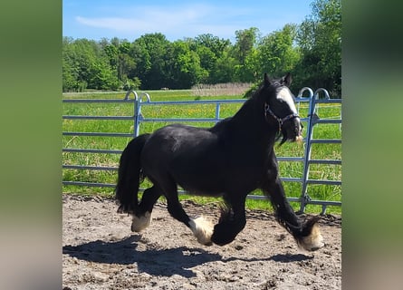 Tinker, Wałach, 7 lat, 139 cm, Kara