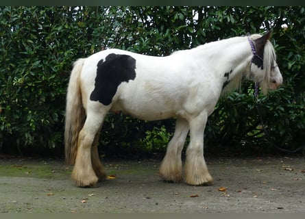 Tinker, Wałach, 8 lat, 129 cm, Srokata