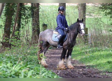 Tinker, Wałach, 9 lat, 136 cm, Kara