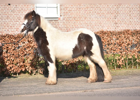 Tinker, Wałach, 8 lat, 130 cm, Tobiano wszelkich maści