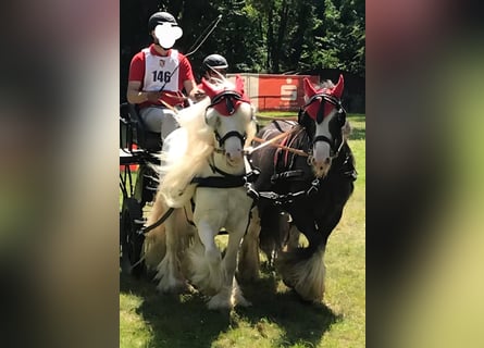 Tinker, Wallach, 10 Jahre, 126 cm, Schimmel