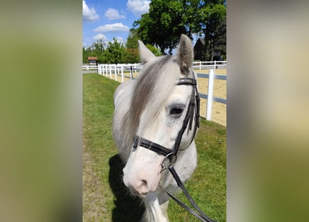 Tinker, Wallach, 10 Jahre, 133 cm, Schimmel