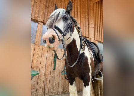 Tinker, Wallach, 10 Jahre, 135 cm, Schecke