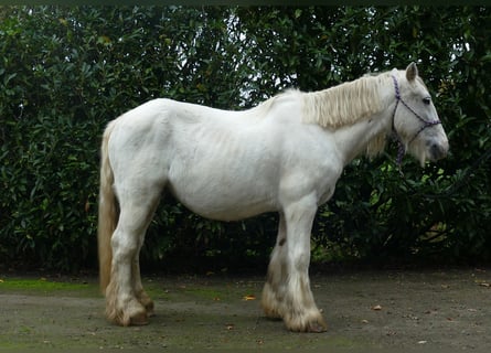 Tinker, Wallach, 10 Jahre, 139 cm, Schimmel