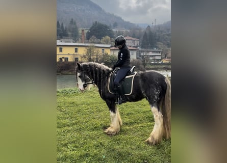 Tinker, Wallach, 10 Jahre, 150 cm, Apfelschimmel