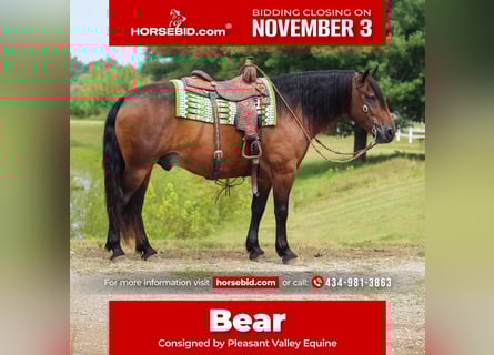 Tinker Mix, Wallach, 10 Jahre, 150 cm, Rotbrauner