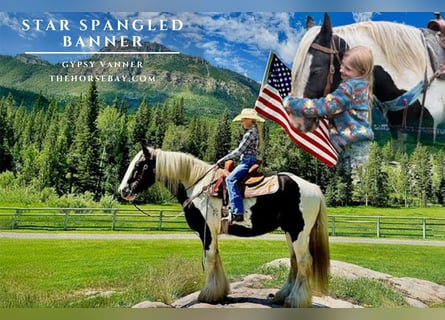 Tinker, Wallach, 11 Jahre, 147 cm, Tobiano-alle-Farben