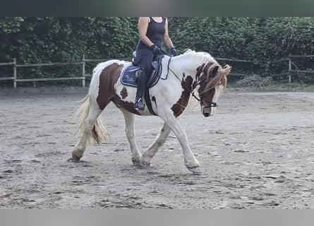 Tinker, Wallach, 11 Jahre, 154 cm, Schecke