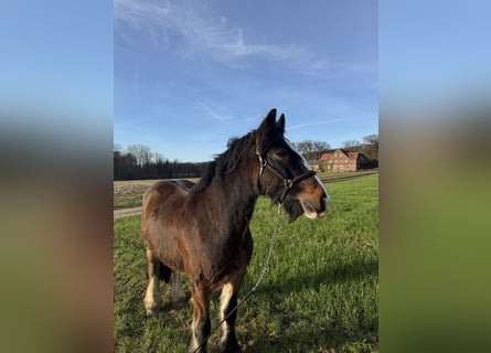 Tinker, Wallach, 12 Jahre, 163 cm, Brauner