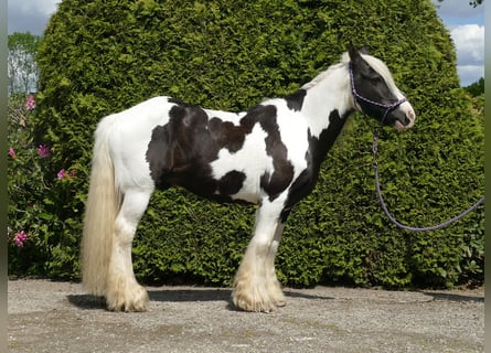 Tinker, Wallach, 16 Jahre, 137 cm, Schecke