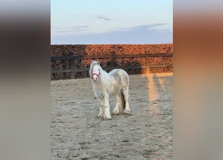 Tinker, Wallach, 3 Jahre, 125 cm