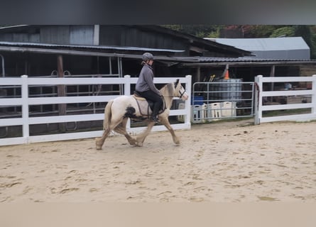 Tinker, Wallach, 3 Jahre, 125 cm, Schecke