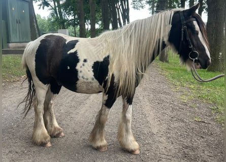 Tinker, Wallach, 3 Jahre, 130 cm, Schecke