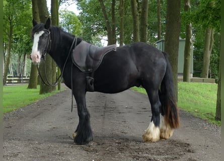 Tinker, Wallach, 3 Jahre, 135 cm, Rappe