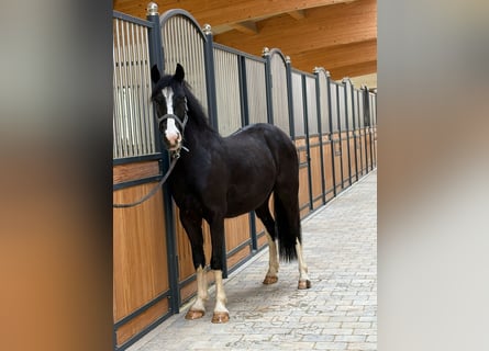 Tinker Mix, Wallach, 3 Jahre, 142 cm, Rappe