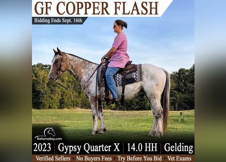 Tinker Mix, Wallach, 3 Jahre, 142 cm, Rotbrauner