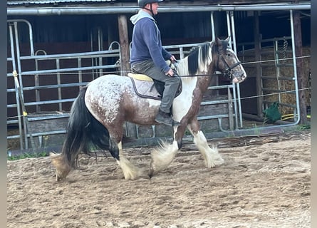 Tinker, Wallach, 3 Jahre, 145 cm, Schecke