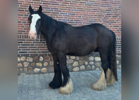 Tinker, Wallach, 3 Jahre, 147 cm, Rappe