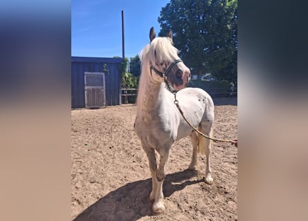 Tinker, Wallach, 3 Jahre, 150 cm, Schimmel