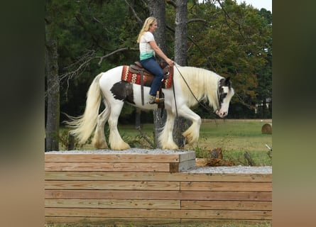 Tinker, Wallach, 3 Jahre, 152 cm, Tobiano-alle-Farben