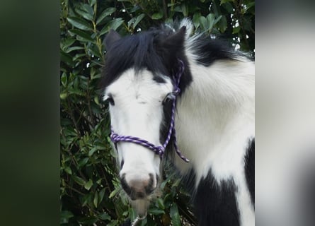 Tinker, Wallach, 4 Jahre, 124 cm, Schecke